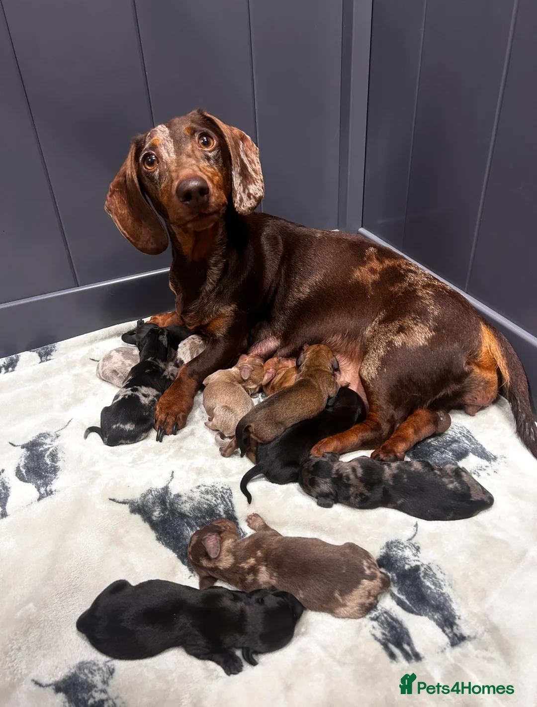Miniature Dachshund dogs for stud: 💙 STUNNING SOLID BLACK MINIATURE STUD BOY💙 in Leicester - Advert 3