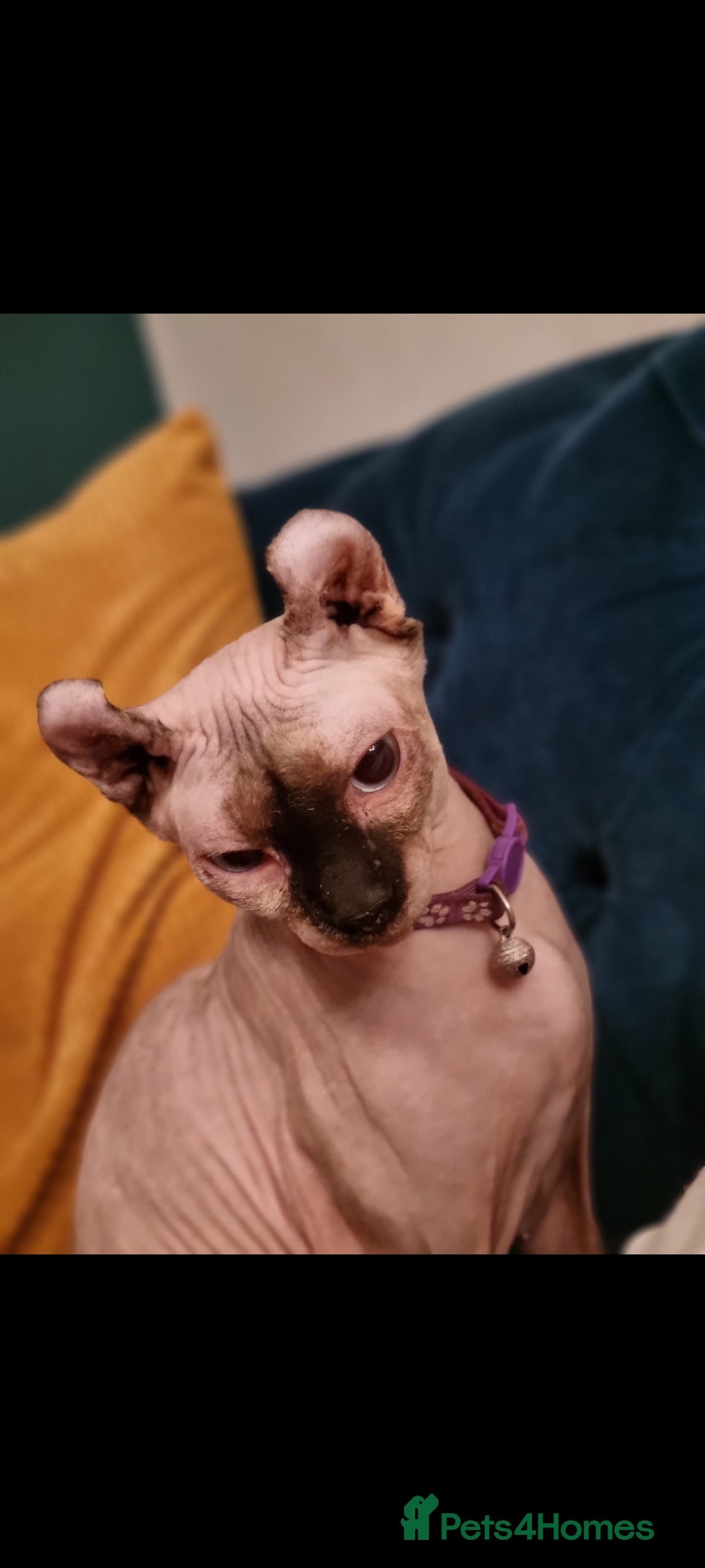 Sphynx cats for sale: ELF sphynx FEMALE in Oldham - Image 2