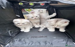 Scottish Fold cats for sale: 4 Scottish Silver Chinchilla Kittens  - Image 2