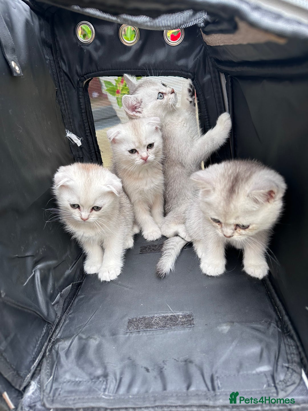 Scottish Fold cats for sale: 4 Scottish Silver Chinchilla Kittens  - Image 2