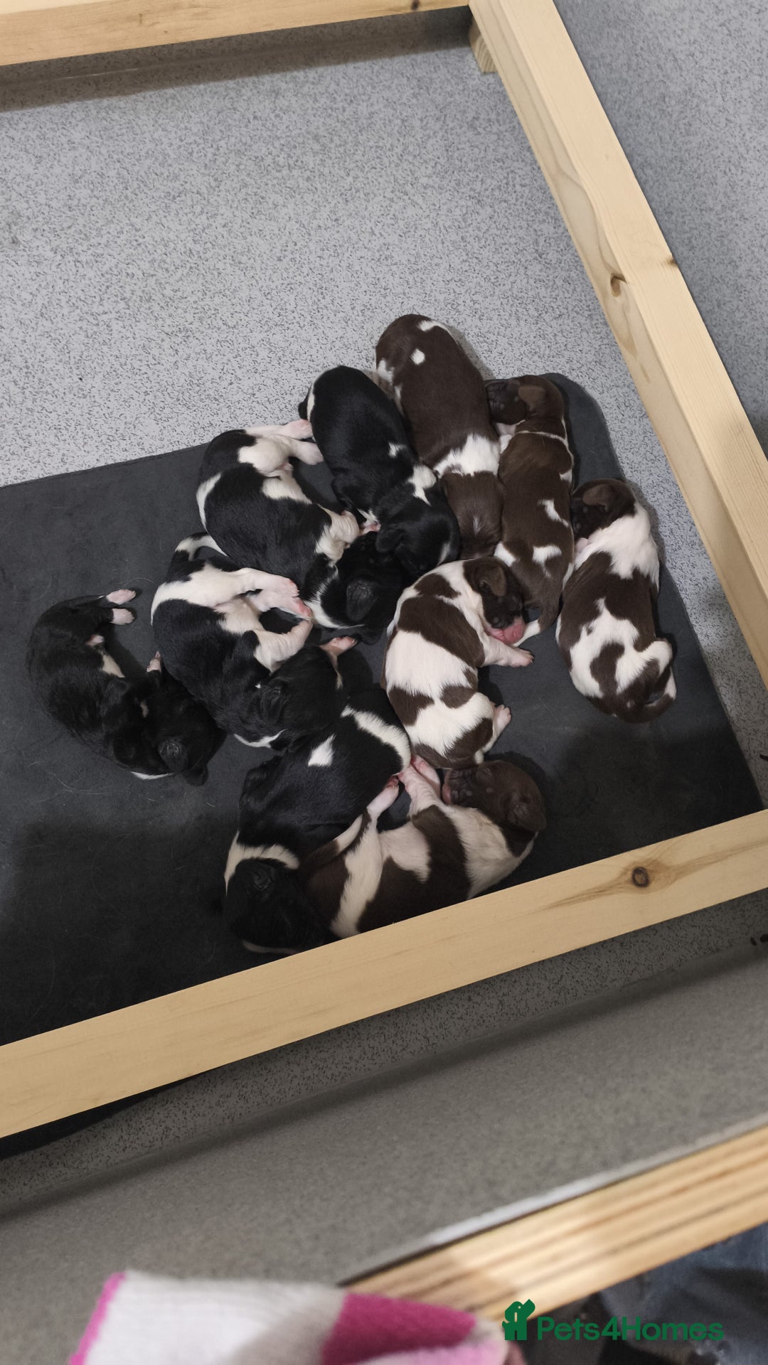 English Springer Spaniel dogs for sale: Health tested KC Registered Springer spaniels - Advert 6