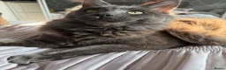 Maine Coon cats for sale: Prince  - Advert 5
