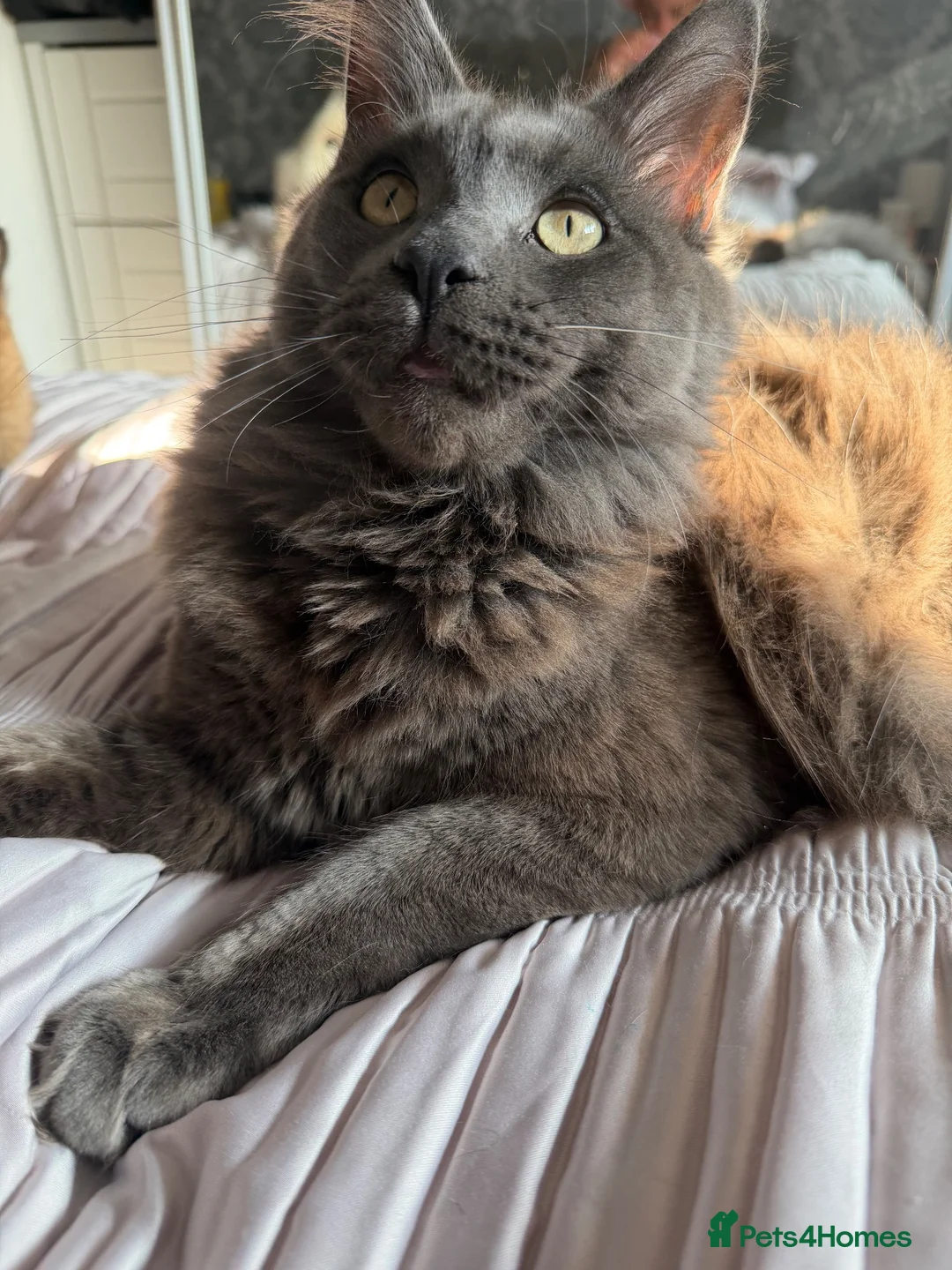 Maine Coon cats for sale: Prince  - Advert 5