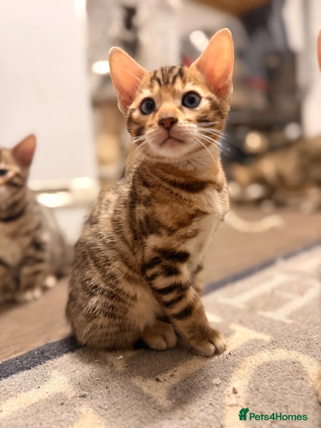 Bengal cats for sale: Bengal x kitten - Advert 6