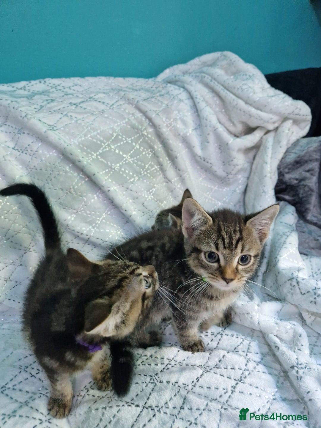 British Shorthair cats for sale:  Lovely 3 tabby male & 3 black female kittens. - Image 6