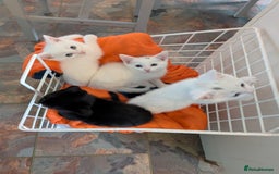 Mixed Breed cats for sale: Adorable kittens for sale - Image 9