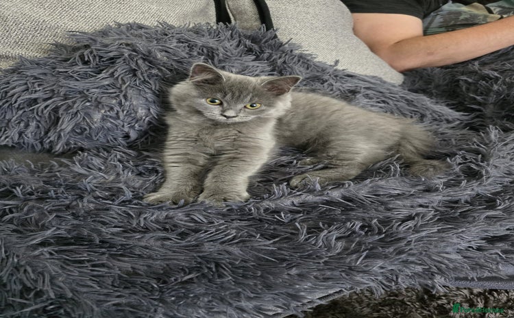 British Shorthair cats - Advert 1