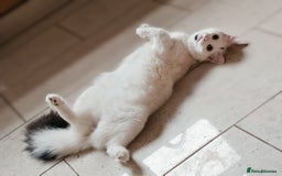 Turkish Angora cats for sale: Kitten ready to go  - Image 5