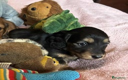Dachshund dogs for sale: KC reg PRA clear gorgeous puppies - Image 16
