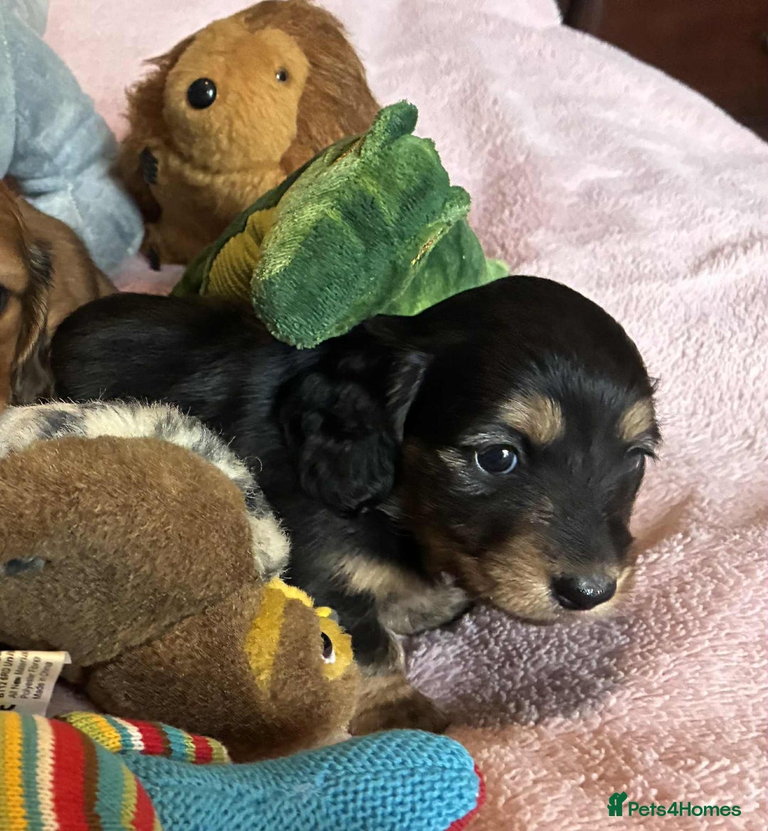Dachshund dogs for sale: KC reg PRA clear gorgeous puppies - Image 16