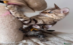 Bengal cats for sale: 💎Cashmere Bengal kittens (Bengal- Longhair) 💎 - Image 24