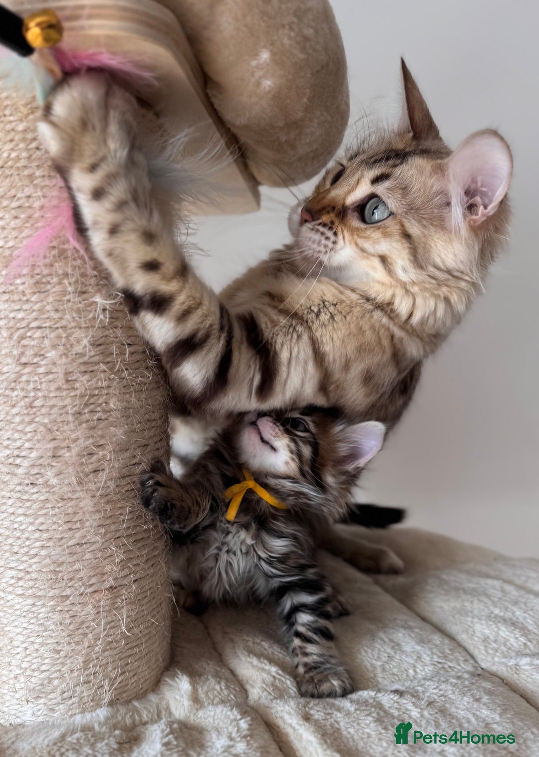 Bengal cats for sale: 💎Cashmere Bengal kittens (Bengal- Longhair) 💎 - Image 24