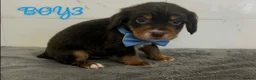 Cocker Spaniel dogs for sale: Cocker spaniel puppies for sale  - Advert 14