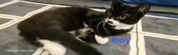 Mixed Breed cats for sale: Beautiful Mix Breed Kittens  in Harrow - Advert 5