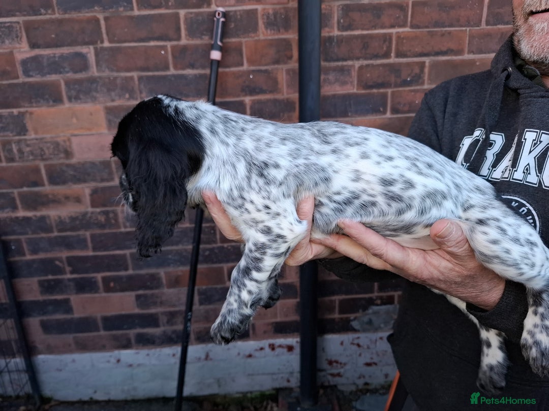 Sprocker dogs for sale: Sprocker Puppies Ready Now - Advert 7