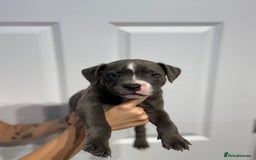 Staffordshire Bull Terrier dogs for sale: Blue Staffordshire bull terrier  - Image 5