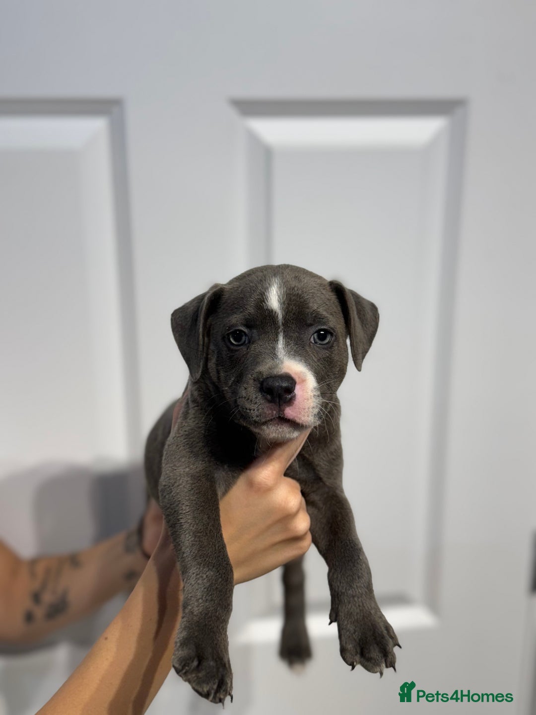 Staffordshire Bull Terrier dogs for sale: Blue Staffordshire bull terrier  - Image 5