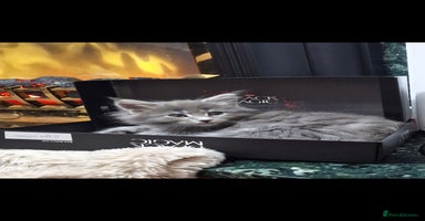 Maine Coon cats - Advert 1