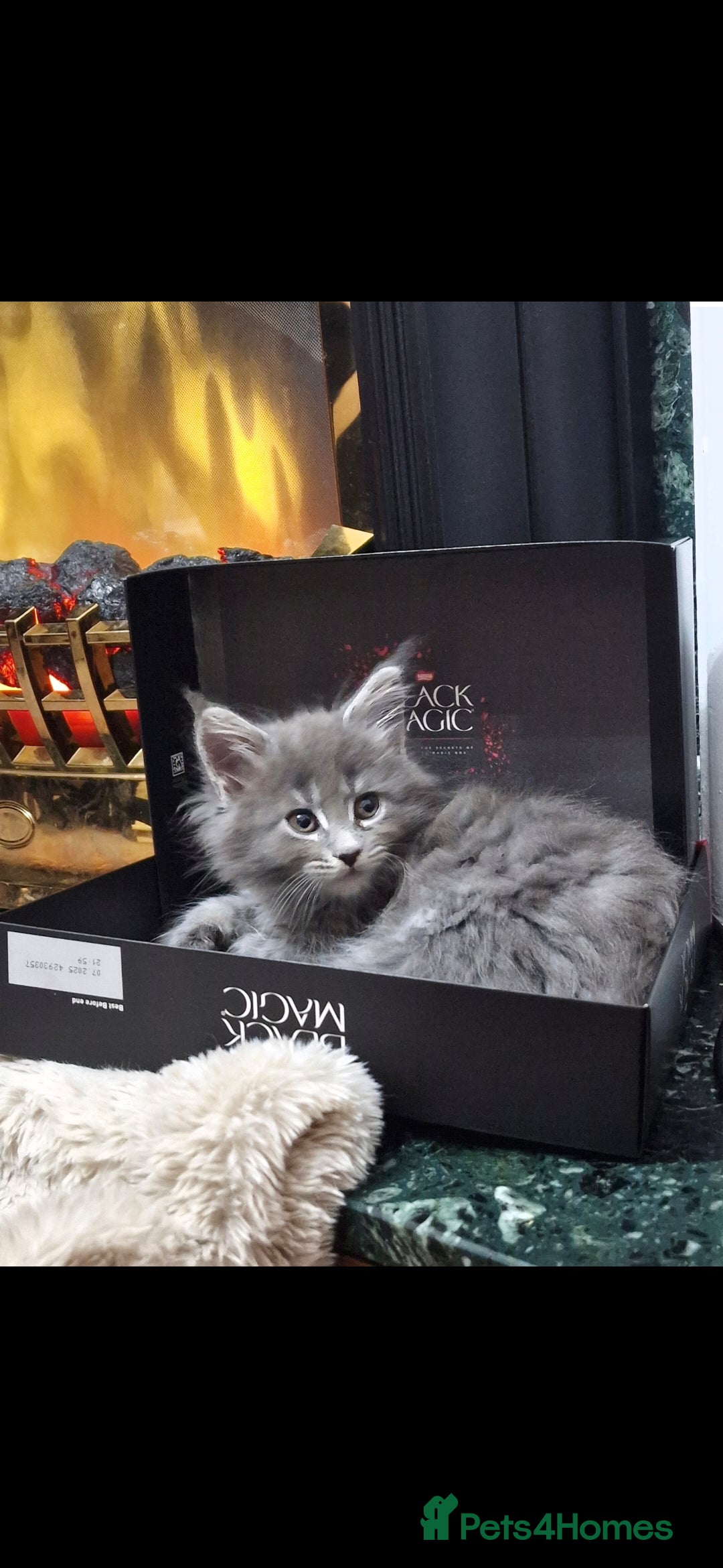 Maine Coon cats for sale: Pedigree XL Mainecoon kittens - Image 3