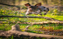 German Shorthaired Pointer dogs for stud: KC Registered German Shorthaired Pointer at Stud in Liverpool - Image 7