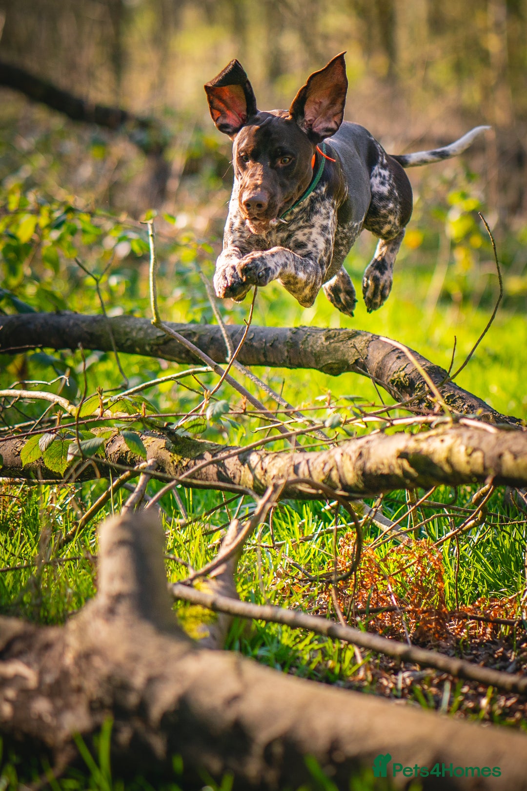 German Shorthaired Pointer dogs for stud: KC Registered German Shorthaired Pointer at Stud in Liverpool - Image 7