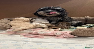 Cockapoo dogs - Advert 2