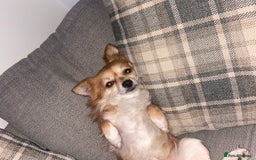 Chihuahua dogs for sale: 5 year old chihuahua, FOR FREE - Image 2