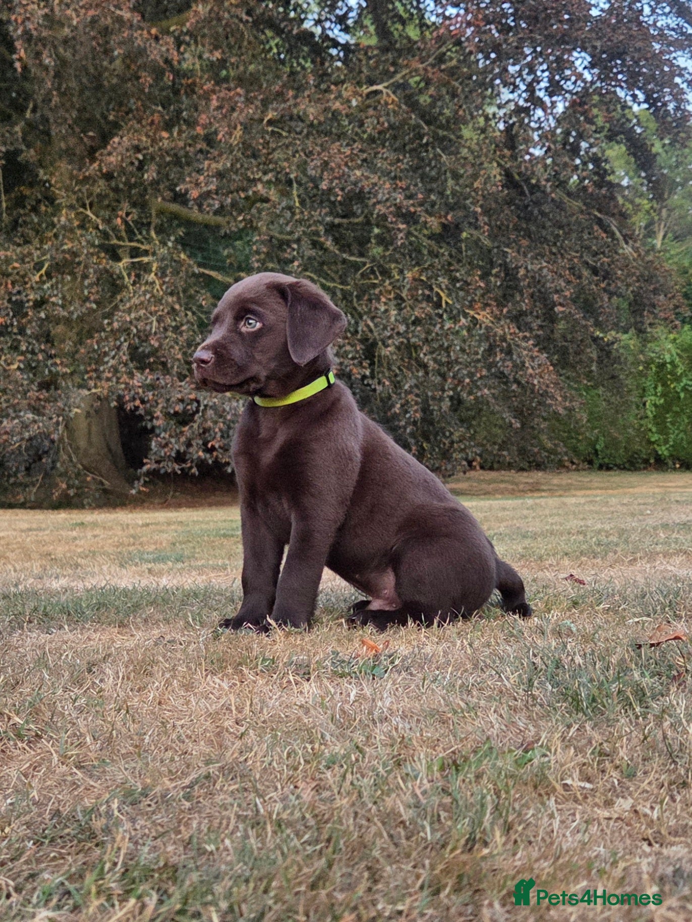 Labrador Retriever dogs KC registered, Chocolate Labrador Puppies - Advert 2