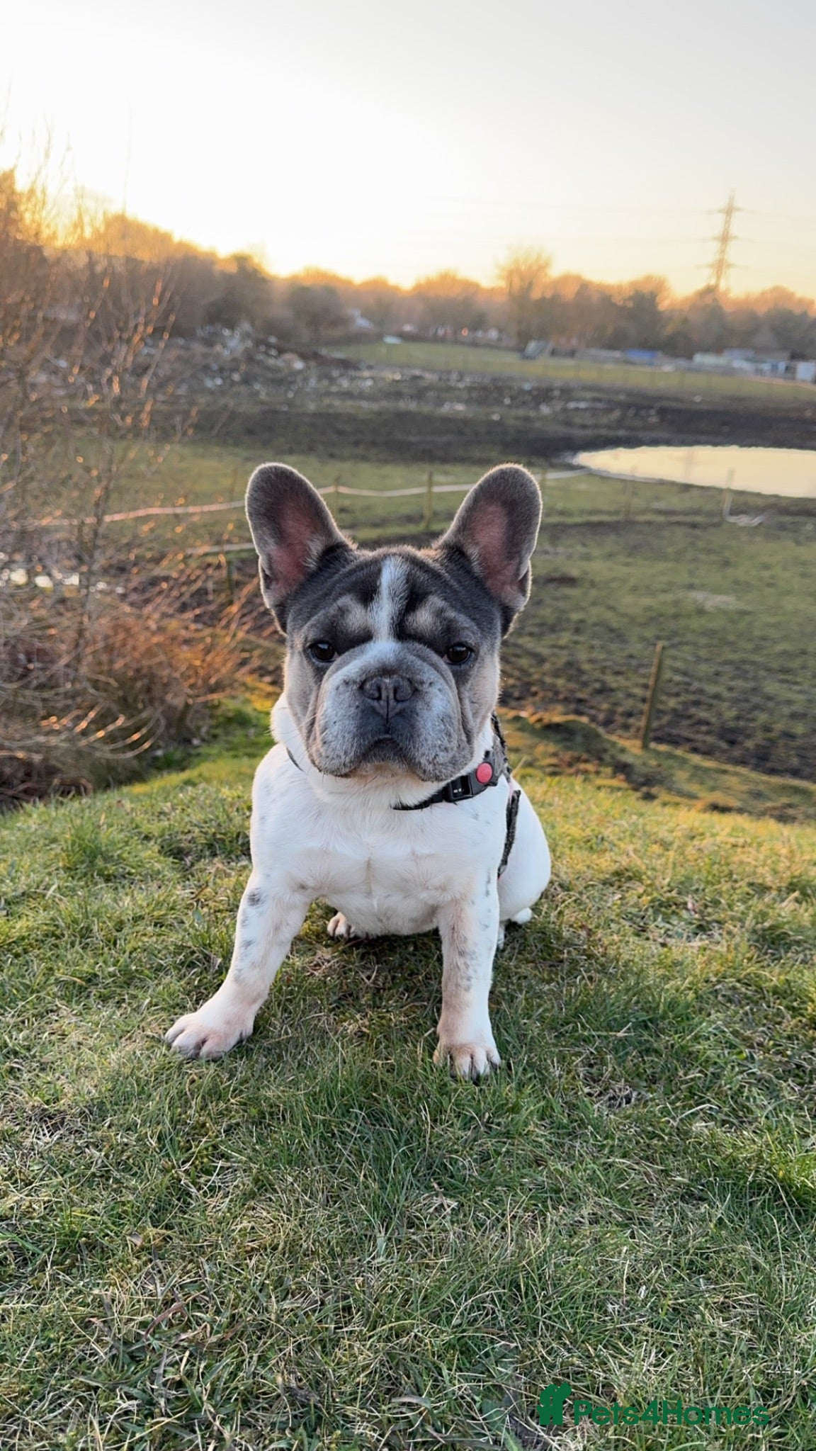 French Bulldog dogs Beautiful French Bulldog Puppies - Advert 12