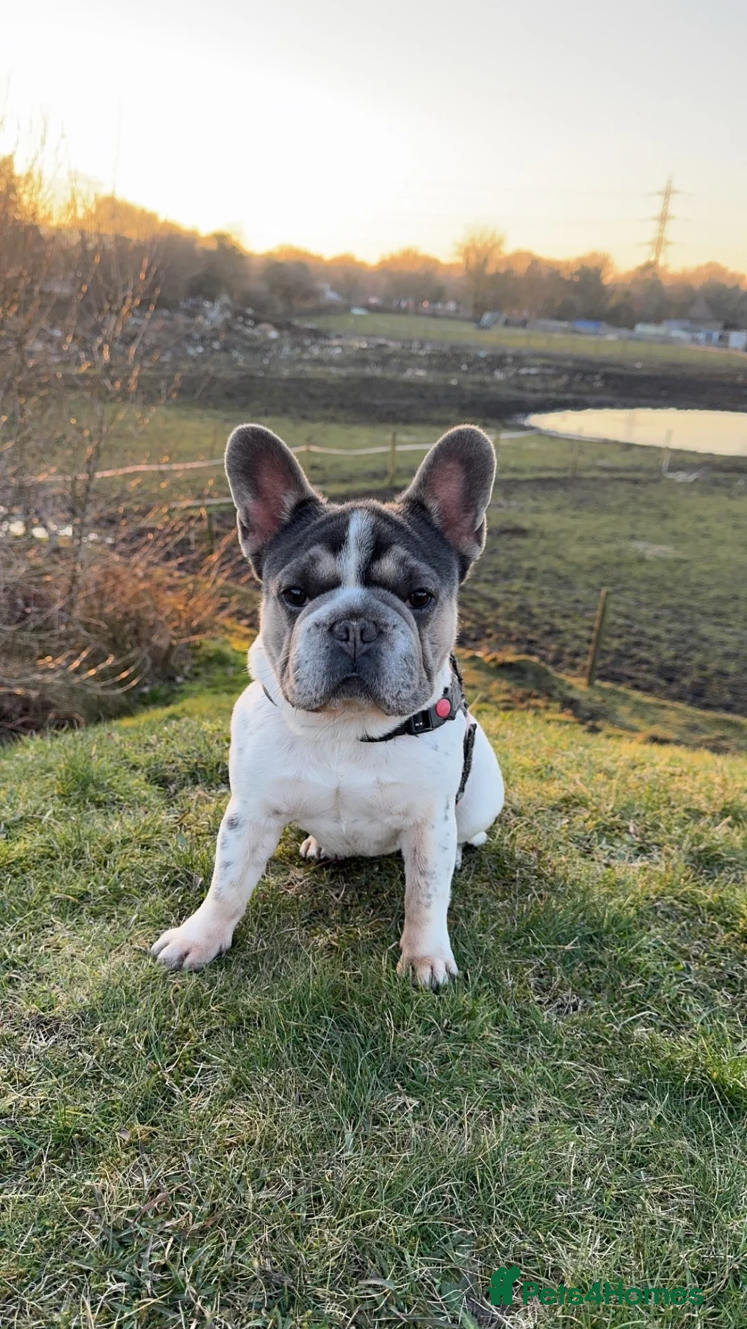 French Bulldog dogs for sale: Beautiful French Bulldog Puppies in Swansea - Advert 1