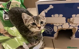 Mixed Breed cats for sale: Tabby Kittens - Image 12