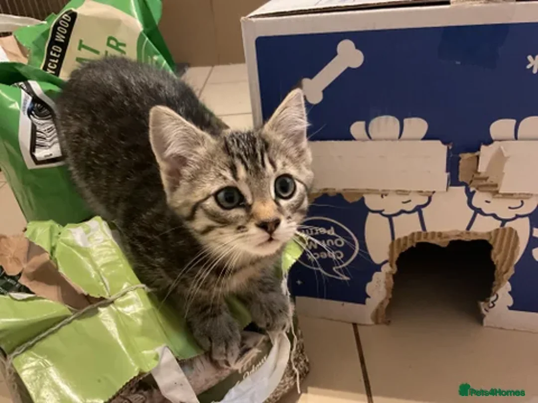 Mixed Breed cats for sale: Tabby Kittens - Image 12
