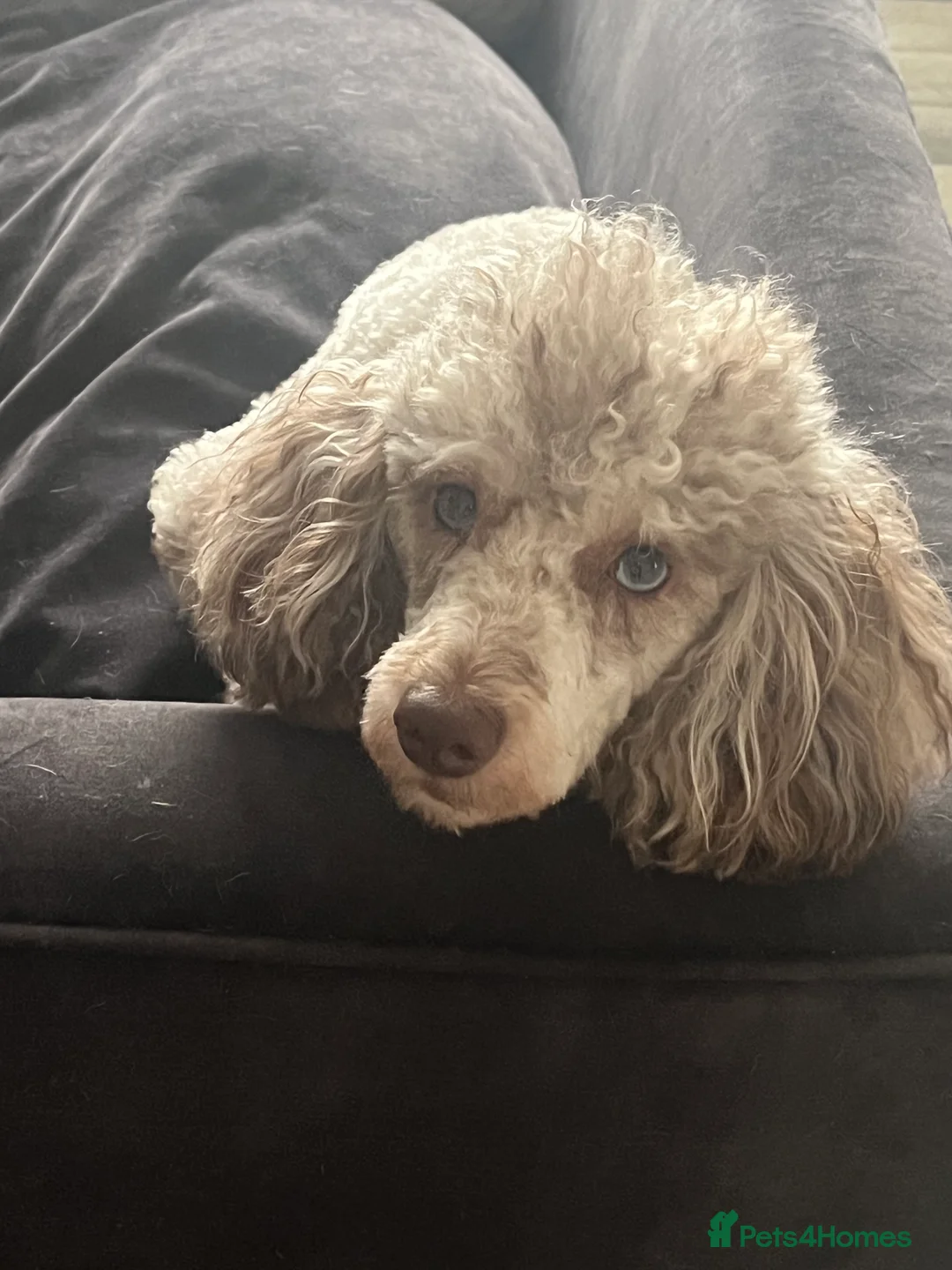 Miniature Poodle dogs for stud: Chocolate Merle phathom miniature poodle for stud in Harpenden - Advert 2