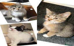 Domestic Shorthair cats for sale: 4 beautiful domestic shorthairs for sale  - Image 1