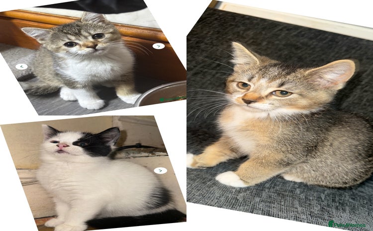 Domestic Shorthair cats - Advert 6