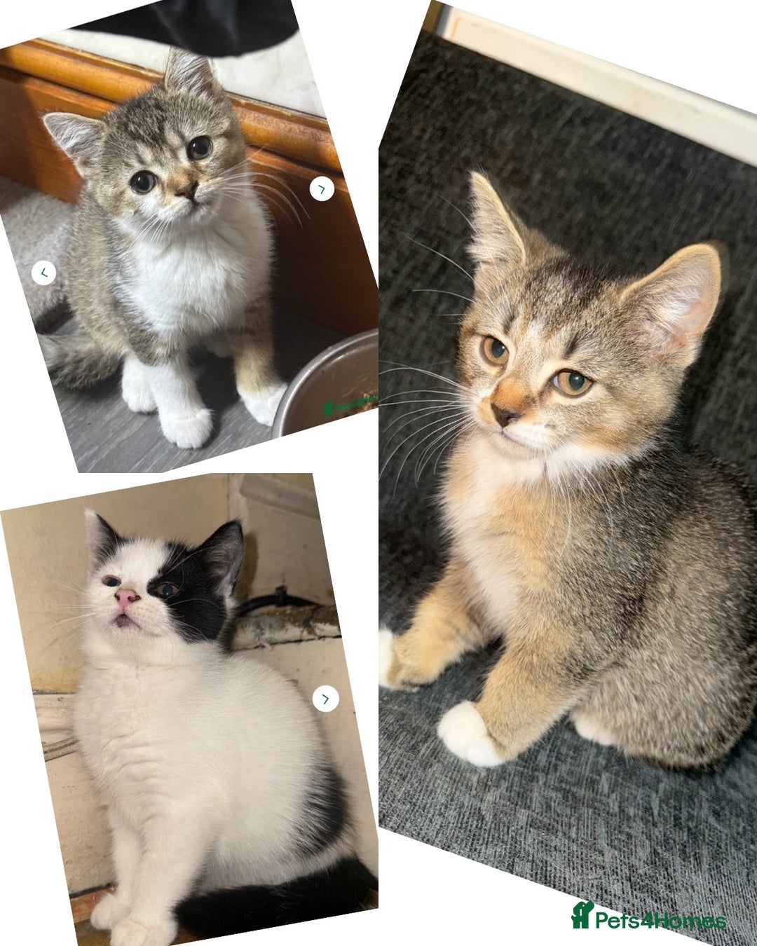Domestic Shorthair cats for sale: 4 beautiful domestic shorthairs for sale  - Image 1