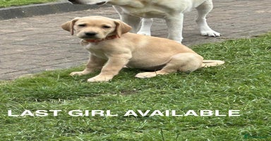 Labrador Retriever dogs in Lanark - Advert 3