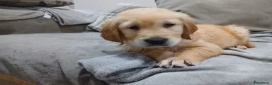 Golden Retriever 1