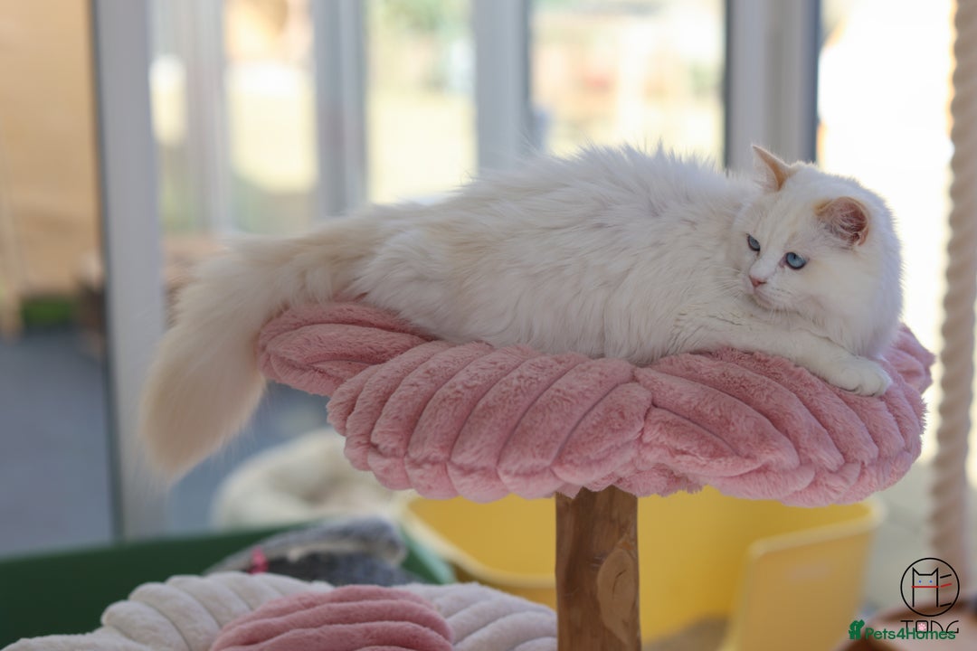 Ragdoll cats for sale: Rare colour GCCF kittens from Champion lines - Image 8