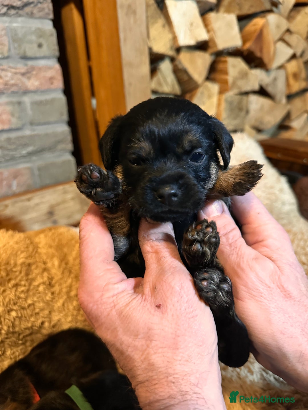 Border Terrier dogs for sale: KC Border Terrier Puppy’s  - Advert 9