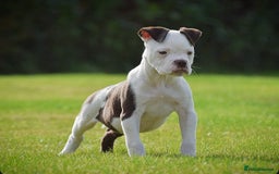 Old Tyme Bulldog dogs for sale: 5⭐️RATED, LICENSED. 23 YEARS EXPERIENCE  - Image 5