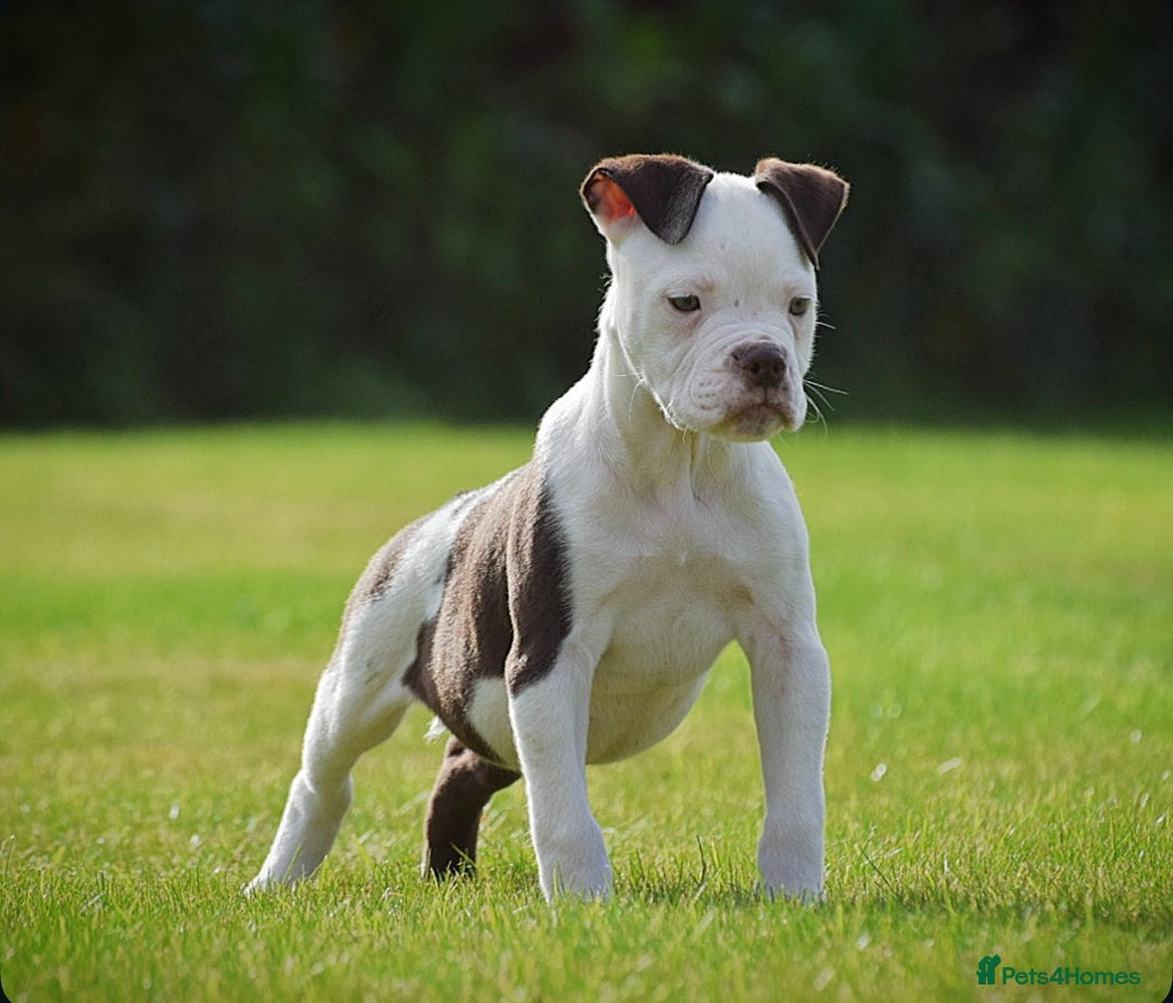 Old Tyme Bulldog dogs for sale: 5⭐️RATED, LICENSED. 23 YEARS EXPERIENCE  - Image 5