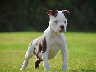 Old Tyme Bulldog dogs - Advert 14