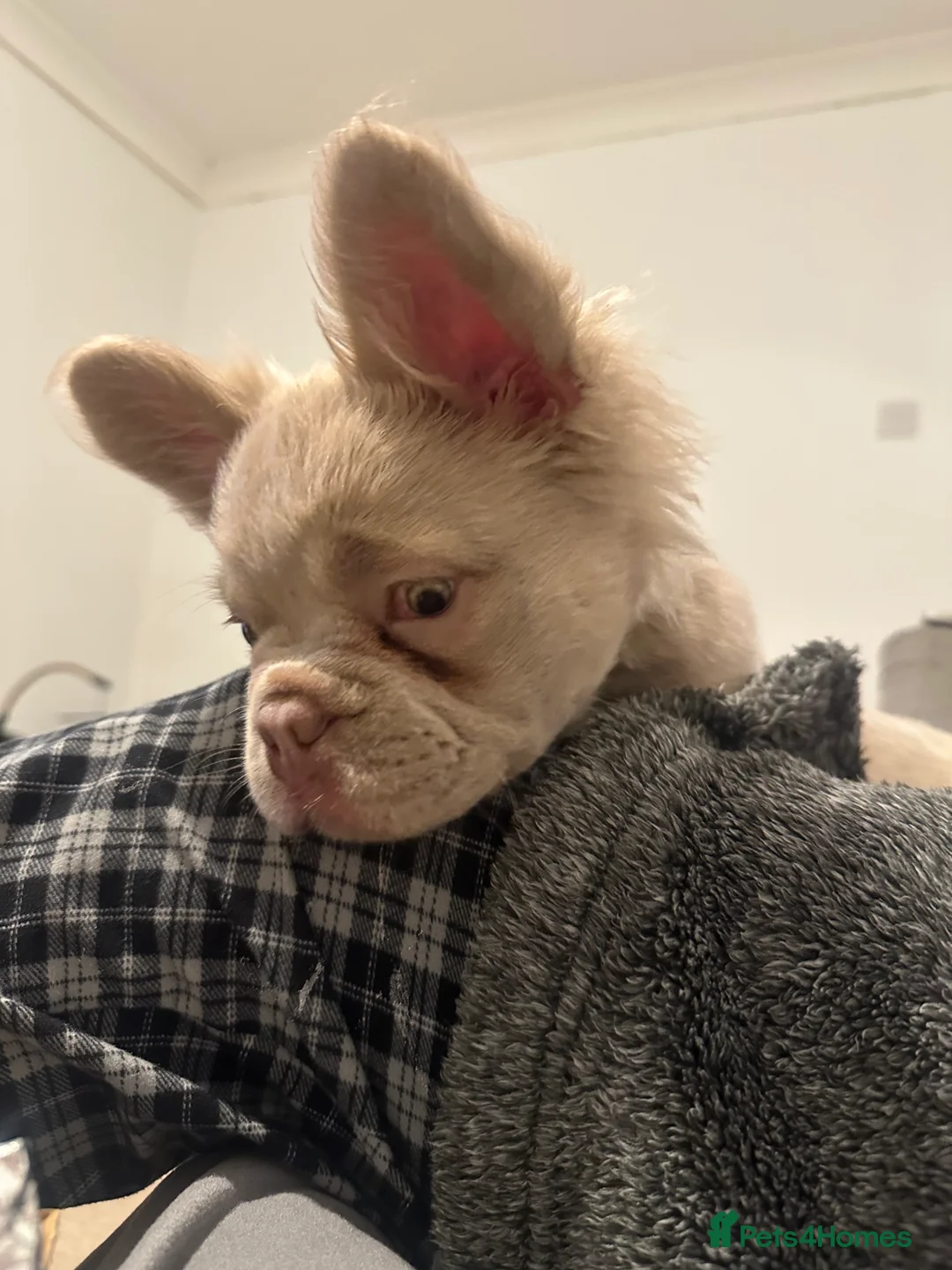 French Bulldog dogs for sale: Fluffy frenchie  in Redditch - Advert 5