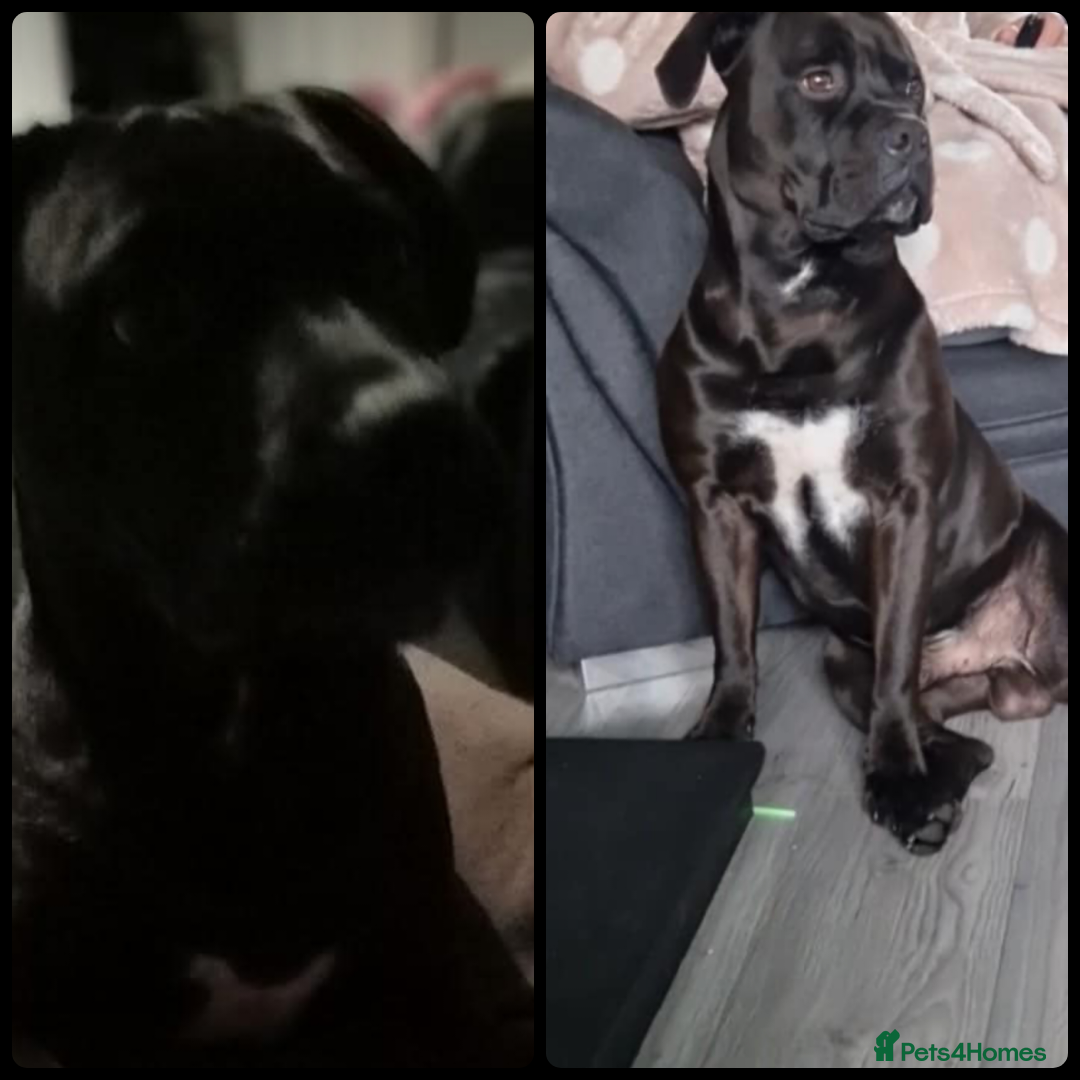 Mixed Breed dogs Dog for stud - Advert 1