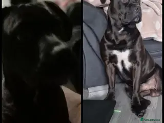 Mixed Breed dogs Dog for stud - Advert 1