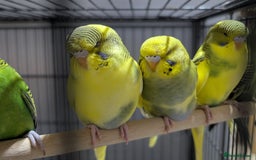Budgerigars birds for sale: Budgies for Sale Many colours Cages Available  - Image 15