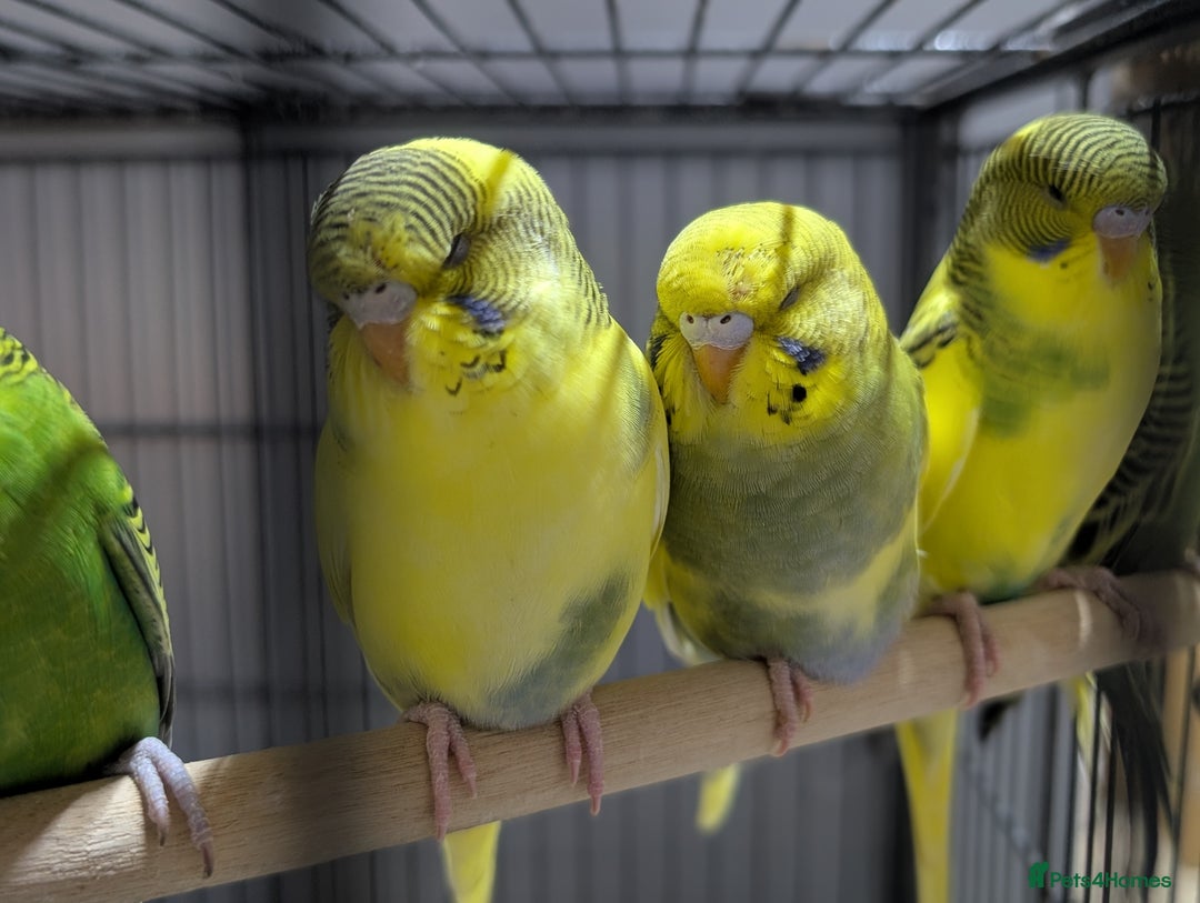 Budgerigars birds for sale: Budgies for Sale Many colours Cages Available  - Image 15