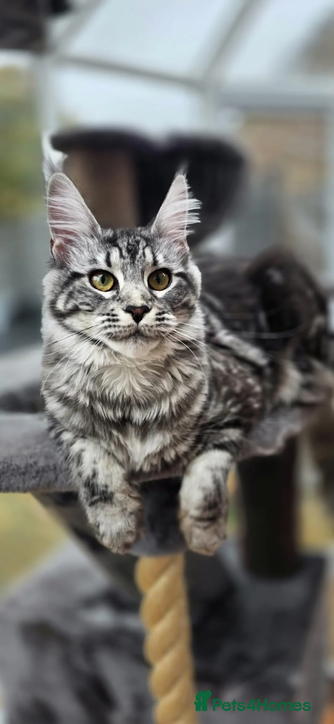 Maine Coon cats for sale: Beautiful mainecoon black silver classic - Advert 1