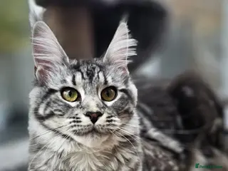 Maine Coon cats Beautiful mainecoon black silver classic - Advert 3